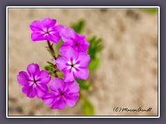 Annual Phlox - Drummond Phlox - Pride of Texas