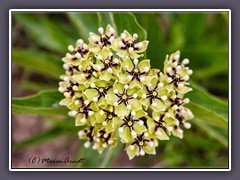 Antilope Horns - Asclepias asperula