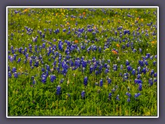 Auf dem Bluebonnets Trail bei Ennis