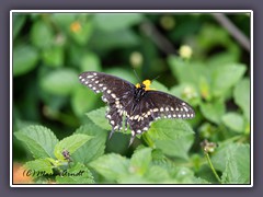 Black Swallowtail - Papilio polyxenes