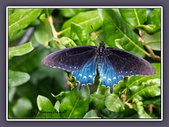 Blue Pipevine Swallowtail