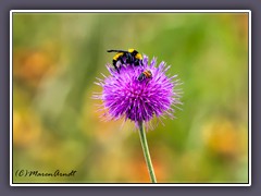 Bumble Bee - Texas Thitle