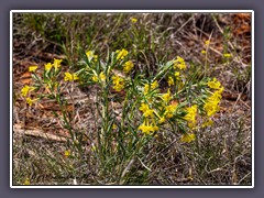 Carolina Puccoon - Palo Duro Canyon