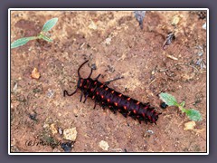 Caterpillar Blue Swallowtail