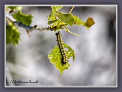 Caterpillar Painted Lady