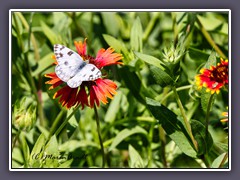 Chequered White - Indian Blanket