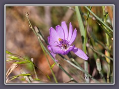 Chicory - Wegwarte