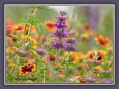 Colored Wildflowers - Common Ford Ranch