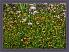 Common Ford Ranch - Prairie