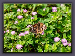 Common Buckeye - Junonia coenia