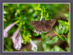 Duskywings - Erynnis horatius