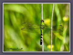 Eastern - Pondhawk - Erythemis simplicicollis