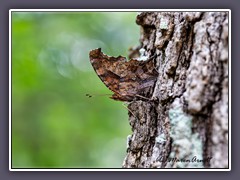 Eastern Comma - Polygonia comma