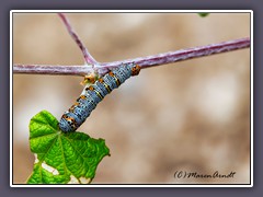 Eight Spotted Forrester - Alypia octomaculata