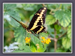 Giant Swallowtail - Papilio cresphontes