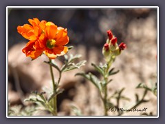 Globe Mallow - Palo Duro Canyon