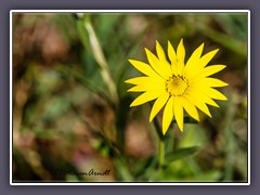 Golden Aster