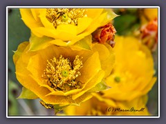 Goldenrod Soldier Beetle -  Yellow Prickly Pear Blüten 