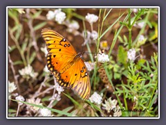 Gulf Fritillary - Edelfalter