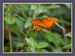 Gulf Fritillary Butterfly 