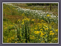 Hill Country Wildflowers blooming in May