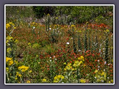 Hill Country Wildflowers Roadside