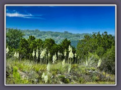 Hillcountry Soap Tree Yuka