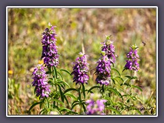 Horsemint - Spotted Bee Balm