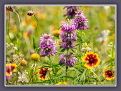 Horsemint Meadow - Common Ford Ranch