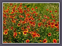 Indian Blanket Meadow - Gaillardia pulchella 