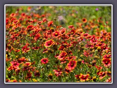 Indian Blankets