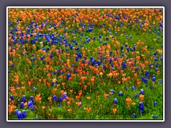 Indian Paintbrush - Blue Bonnets