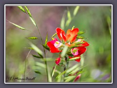 Indian Paintbrush - Wildflower