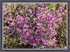 Indigo Bush - Feather Dalea - Dalea Formosa. - Palo Duro Canyon