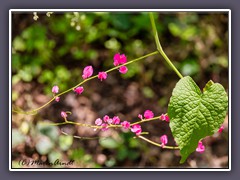 Ivy Two Heart shaped green