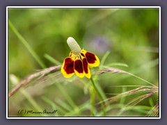 Mexican Hat - Prairie Coneflower