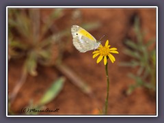 Orange Sulphur