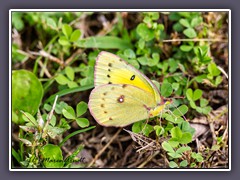 Pale Clouded Yellow - Colias hyale - Goldene Acht