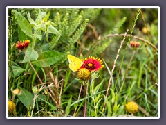 Pale Clouded Yellow - Goldene Acht