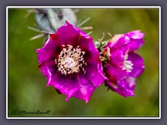 Pink Hedgehog Cactus