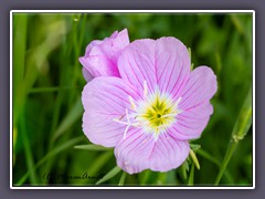 Pink Prairie Primrose Texas Wildflower -  Onethera  