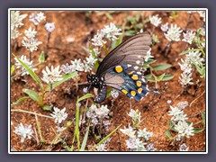 Pipevine Swallowtail