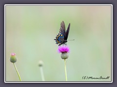 Pipevine Swallowtail - Battus philenor