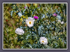 Prickly Poppies - Wildflowers of Texas Hill Country