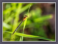 Rambours Forktail - Damselfly