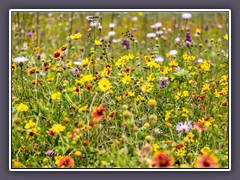 Renaturierte Prairie - Common Ford Ranch