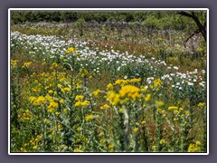 Roadside Wildflowers of Hill Country