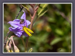 Silverleaf Nightshade - Palo Duro Canyon