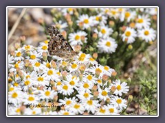 Small Daisy - Gänseblümchen