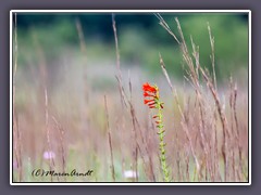 Standing Cypress - Common Ford Ranch